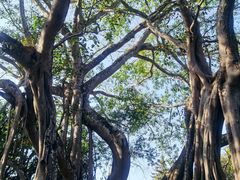 -瑞丽独树成林风景区