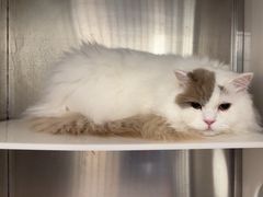 -瑞派康怡24h宠物医院·犬猫医疗中心·微创绝育(瑞景分院)