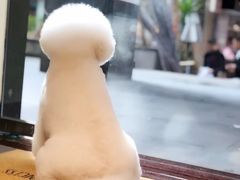 -小尾巴宠物店(万科·金域华庭店)