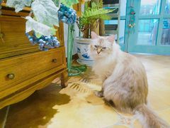 -共舞时光猫咖·狗咖(新街口店)