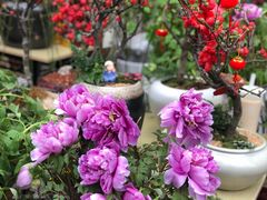 -溪岸路花鸟市场