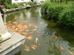 河中锦鲤-陈云纪念馆
