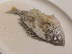 姜丝蒸黄脚立鱼-花城苑广府菜(侨鑫店)