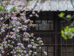 -莫愁湖公园