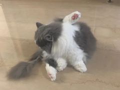 -悠尼宠物·独立低压伊珊娜洗护·美容·寄养(兰谷路店)