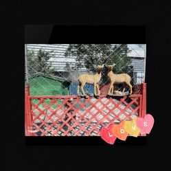 -萌宠亲子动物乐园(槐房万达店)