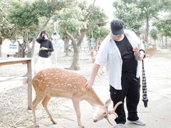 -鹿境梅花鹿生态园区