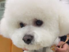 -全心全意连锁动物医院·微创中心·内科急重症·心脏专科(丰管路店)