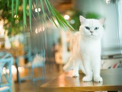 -共舞时光猫咖·狗咖(新街口店)