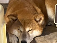 -萌喵宠狗爱心宠咖