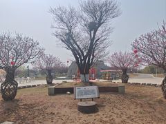 -灌云梅园景区