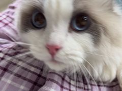 -美联众合动物医院·24h转诊中心