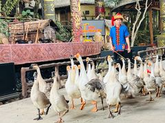 -海南槟榔谷黎苗文化旅游区