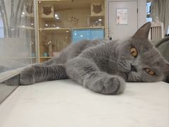 -共舞时光猫咖·狗咖(新街口店)