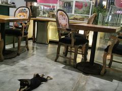 -more than meow吴止猫主题餐厅(承德 中船汇店)