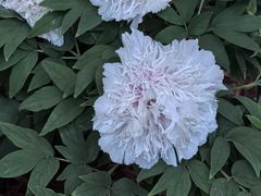 -洛阳市隋唐城遗址植物园