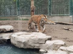 -上海野生动物园