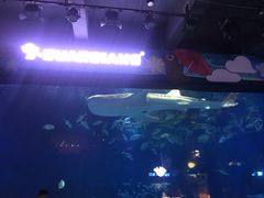 -烟台海昌鲸鲨海洋公园