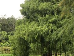 -南宁良凤江国家森林公园