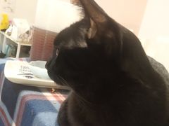 -浣熊柯尔鸭土拨鼠·电玩咖