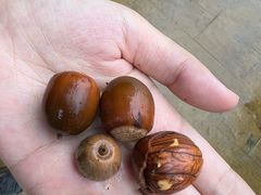 -北京西山国家森林公园