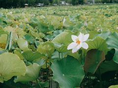 -嘉北郊野公园