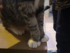 -平行世界·猫咖(首经贸店)