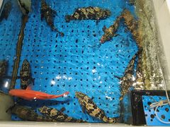 -上桥水产·海鲜餐厅(五四广场店)
