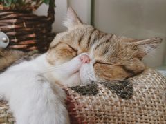 -参差咖啡(水果湖公园店)