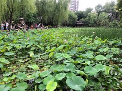 -莲湖公园