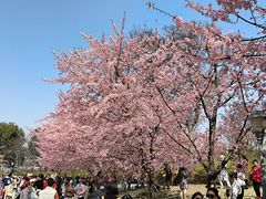 -顾村公园