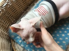 -猫友咖啡店(玉林西路店)
