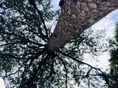 -北京上方山国家森林公园