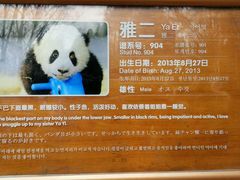 -成都大熊猫繁育研究基地