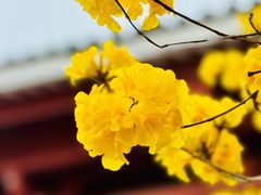 -光孝寺