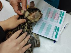 -中农国际动物医院24小时·猫科·骨科·急重症中心