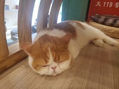 -飞行喵MR PILOT|猫舍·猫咖(静安大融城店)