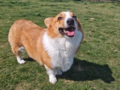 -趣玩宠物乐园寄养训犬训狗游泳池