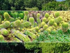 -深圳仙湖植物园