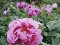 -莲花池公园