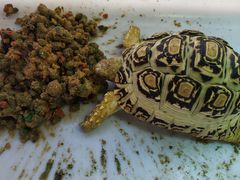 -安安宠医·安宠宠物医院