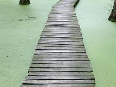 -渌洋湖湿地公园