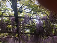 -嘉定紫藤园