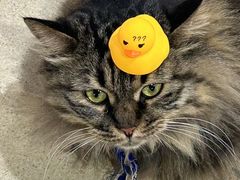 -藏猫猫咖啡主题馆(中央大道店)