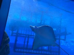 -迪拜水族馆及水下动物园
