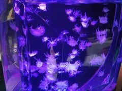 -海合安成都极地海洋公园
