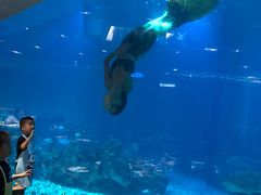 -海棠湾洲际-涛·海底餐厅·美人鱼·自助餐·海底隧道