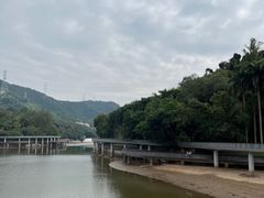 -银湖山郊野公园-相思林