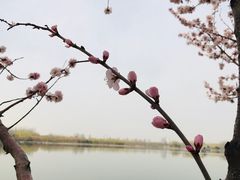 -大兴滨河森林公园