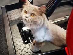 -Vamos巴猫司健身中心(五角场店)